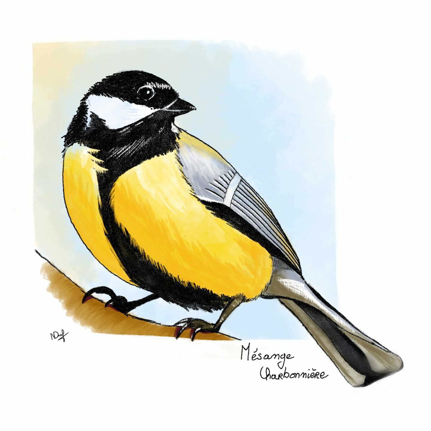 Mésange charbonnière (great tit)