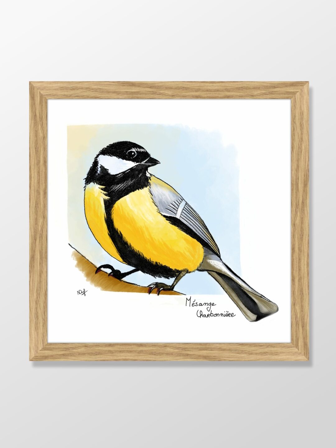 Mésange charbonnière (great tit)