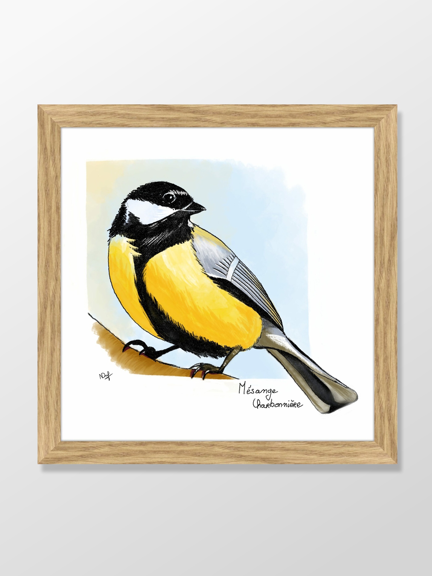 Mésange charbonnière (great tit)